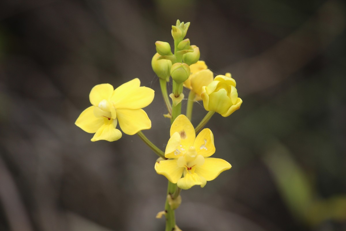 Taprobanea spathulata (L.) Christenson